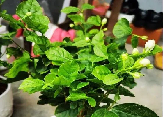 不开花|虎头茉莉为什么不开花
