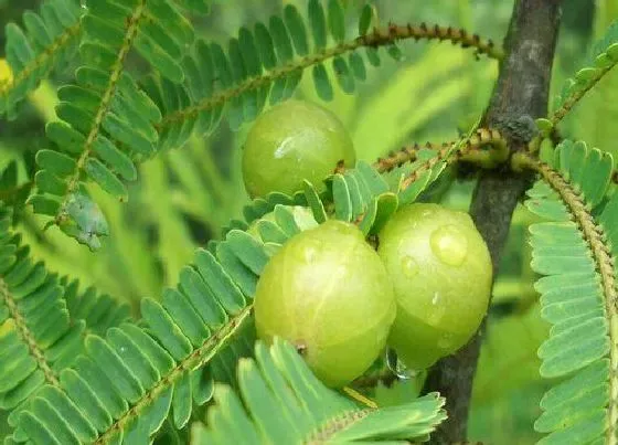 植物百科|橄榄果又叫什么名字