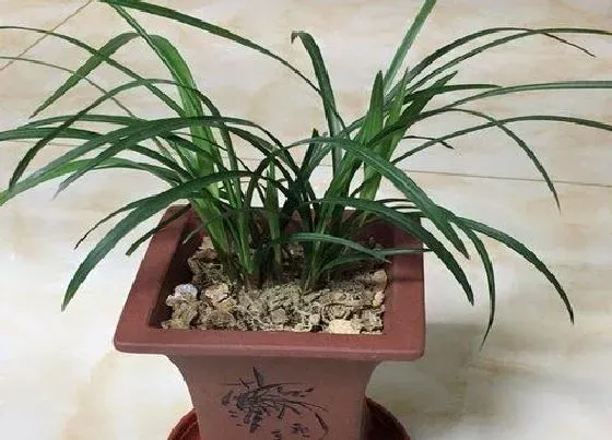 种植管理|买回来的兰花怎么栽种 刚买的兰花种植方法