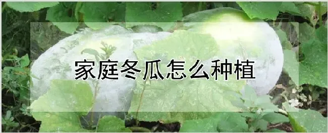 家庭冬瓜怎么种植 | 种植资料