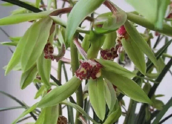 开花时间|铁骨素兰花一年开几次花