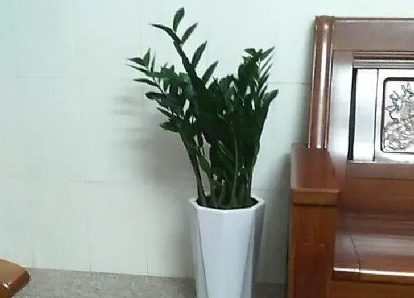 植物浇水|金钱树几天浇一次水最好