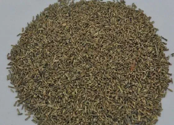 植物播种|美女樱种子什么时候播种最好