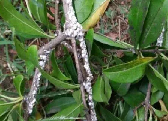 植物虫害|石榴树长虫子怎么办