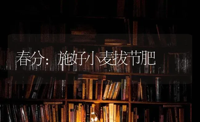 春分：施好小麦拔节肥 | 粮油作物种植