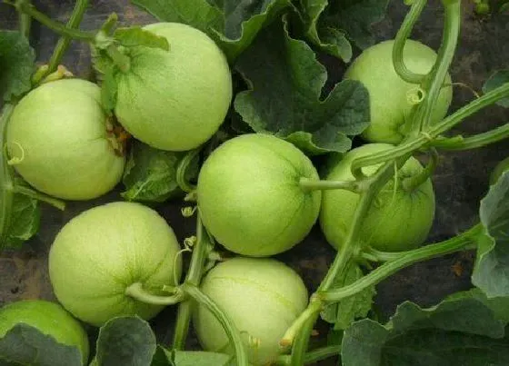种植管理|香瓜种植技术与管理方法 露地甜瓜栽培管理办法