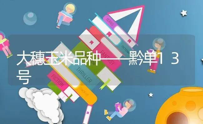 大穗玉米品种——黔单13号 | 粮油作物种植