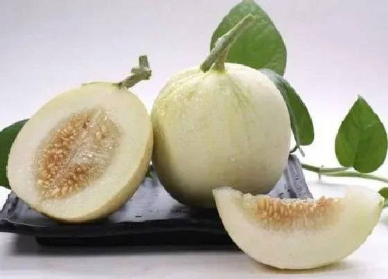 种植管理|香瓜种植技术与管理方法 露地甜瓜栽培管理办法