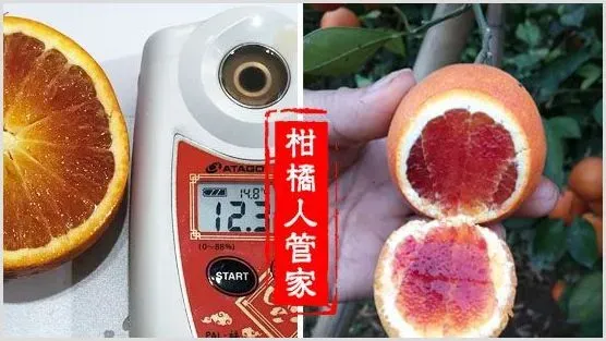 血橙哪个品种最好,甜度高，成熟早 | 种植资料