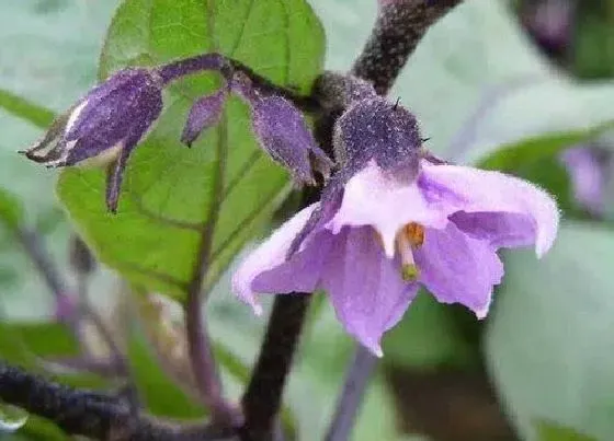 颜色花|茄子的花是什么颜色