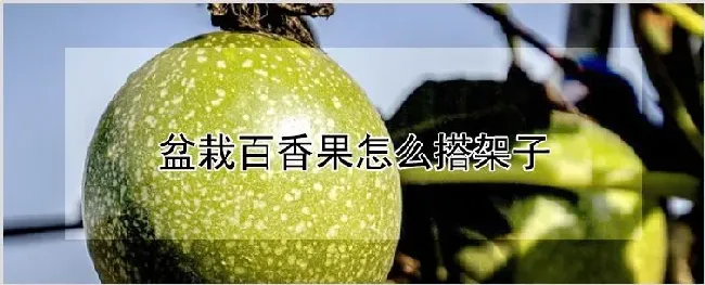 盆栽百香果怎么搭架子 | 自然知识