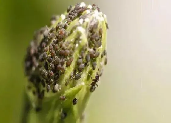 植物虫害|作物病虫害防治技术与方法措施