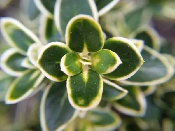 植物浇水|六月雪浇水时间和正确方法
