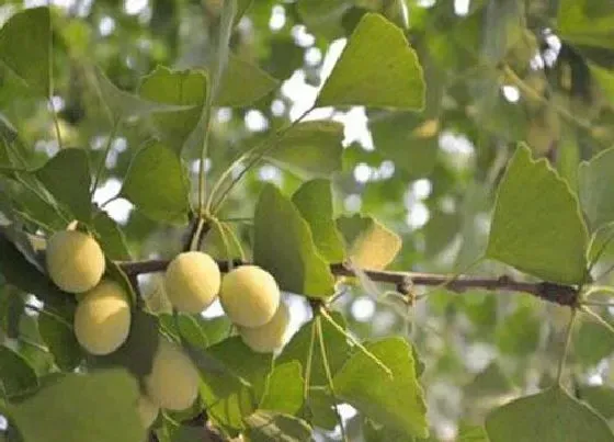 果实成熟|银杏果什么季节成熟上市