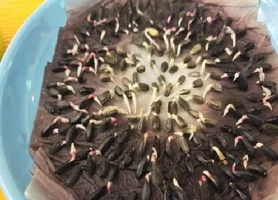 种子|向日葵的种子长什么样 形状特点（图片）