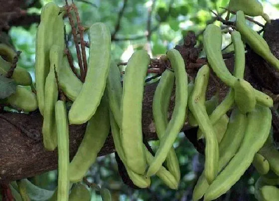 种植管理|刀豆的生长周期是多长时间