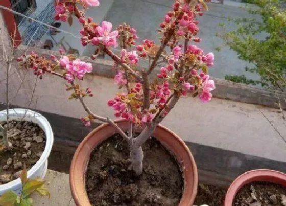 植物百科|盆栽海棠可以淋雨吗