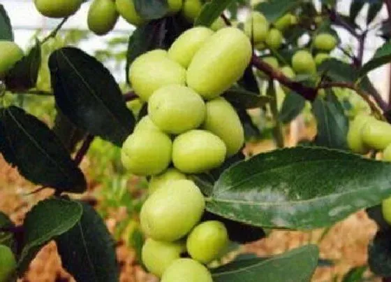 摆放风水|家里种枣树好不好