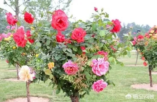 植物繁殖|一株月季开出不同颜色的花，用什么繁殖方法开多个颜色花）