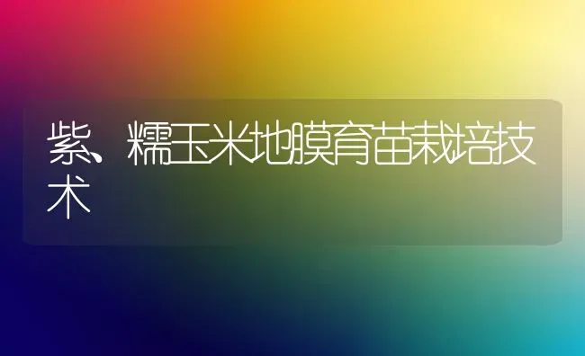 紫、糯玉米地膜育苗栽培技术 | 粮油作物种植