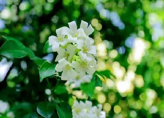 植物寓意|九里香的风水寓意和摆放位置