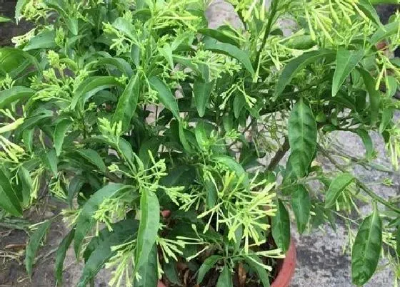 开花时间|夜来香多久开花一次