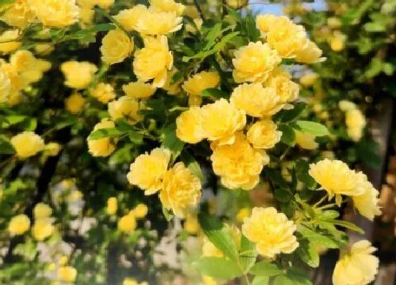 开花时间|木香一年开几次花