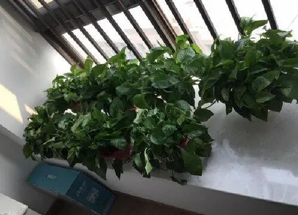植物浇水|室内植物多长时间浇一次水