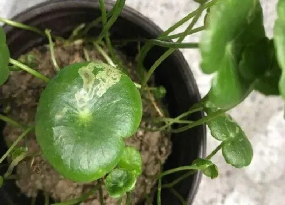植物施肥|铜钱草喜肥吗 喜欢施什么肥料