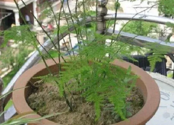 植物播种|文竹种子怎么种植