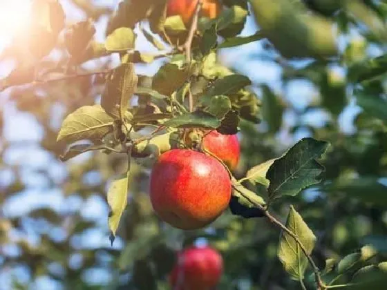 喷药|苹果树打什么药长得好又高产