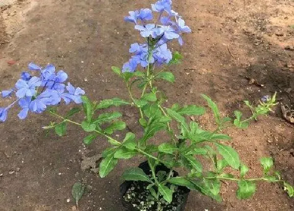 养殖方法|蓝雪花的养殖方法和注意事项有哪些