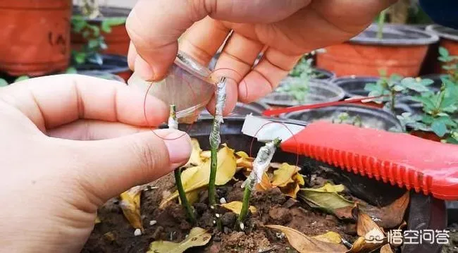 植物繁殖|一株月季开出不同颜色的花，用什么繁殖方法开多个颜色花）