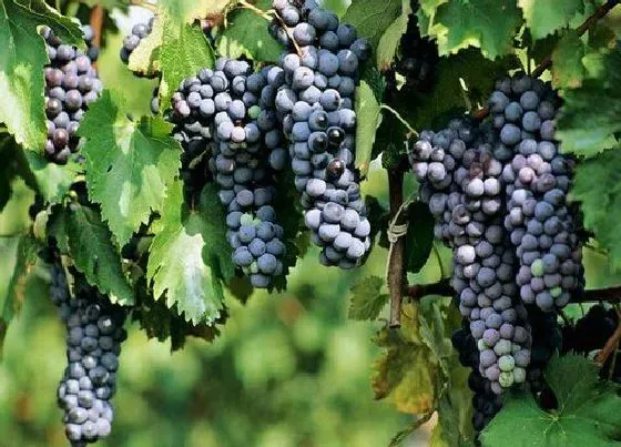 植物产地|葡萄原产地在哪里