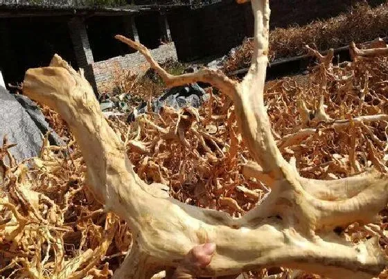 根部|杜鹃花的根是什么样子的