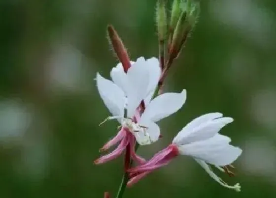 绿植|后院适合种植什么植物 后院栽种哪些植物好