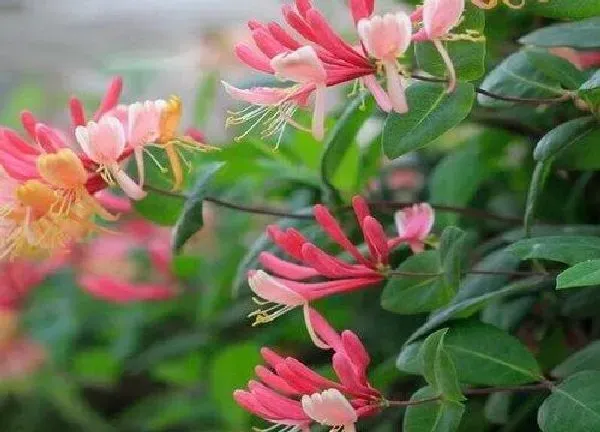 养殖科普|金银花开花后怎么处理