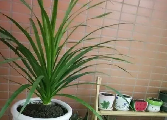 种植土壤|龙血树用什么土栽培最好