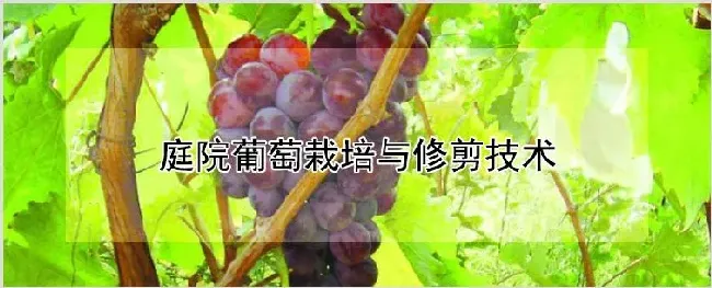 庭院葡萄栽培与修剪技术 | 农业科普