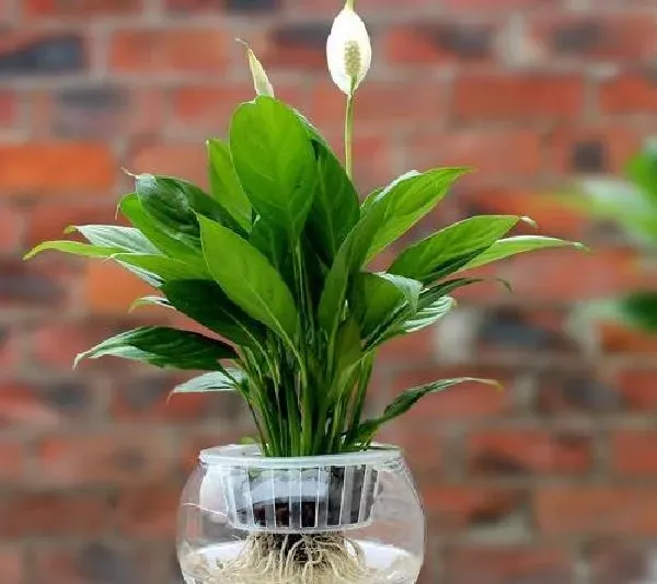 植物浇水|白掌多久浇一次水 浇水时间与频率