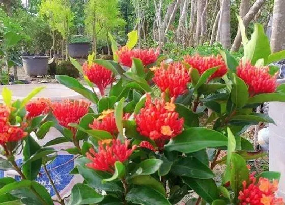 冬天植物|龙船花怕冷吗