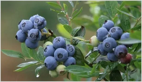 蓝莓高产修剪管理要点 | 种植资料