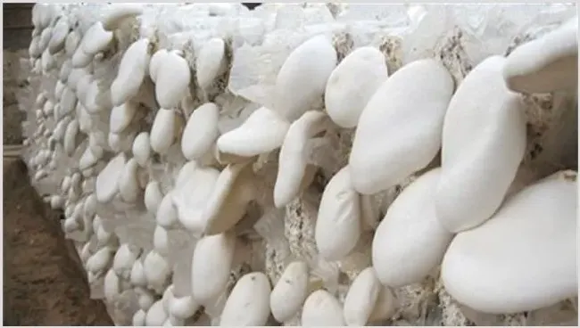 白灵菇栽培怎么管理好 | 耕种资料