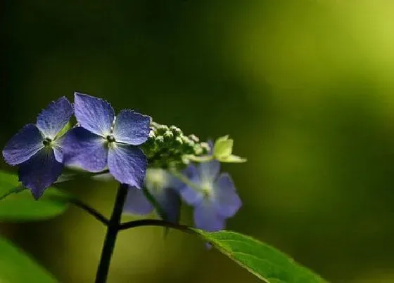 植物毒性|紫罗兰花有毒吗 可以放在室内养吗