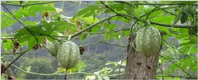 吊瓜种植技术 | 种植资料