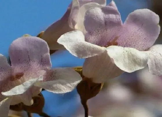 花语|什么花代表清明节