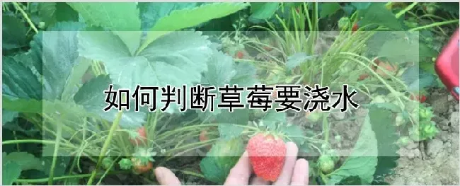 如何判断草莓要浇水 | 养殖技术