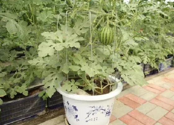 植物播种|四川西瓜什么时候播种