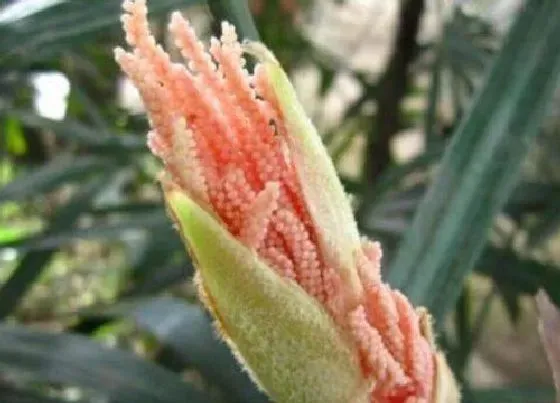 花语|棕竹开花有什么寓意 花语与象征含义