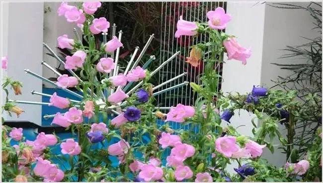 风铃花的养殖方法 | 自然知识